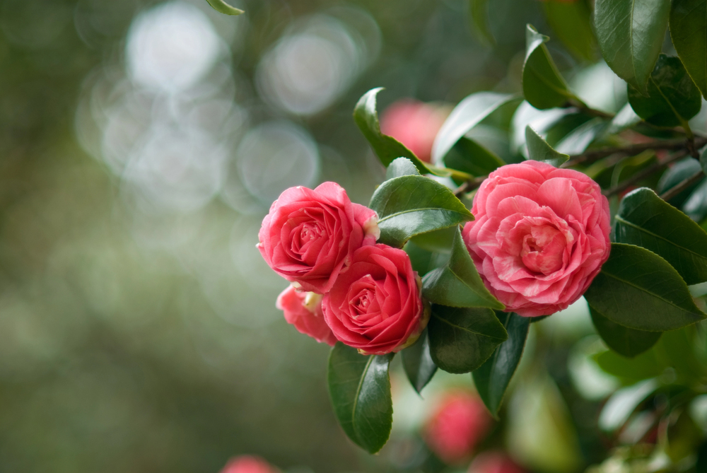 camelia