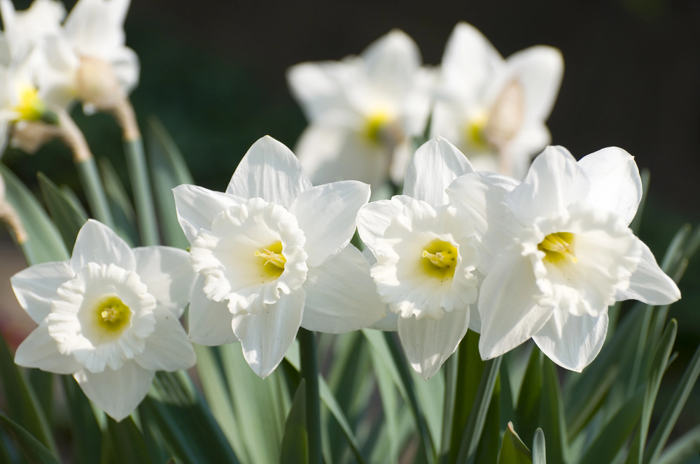 narciso