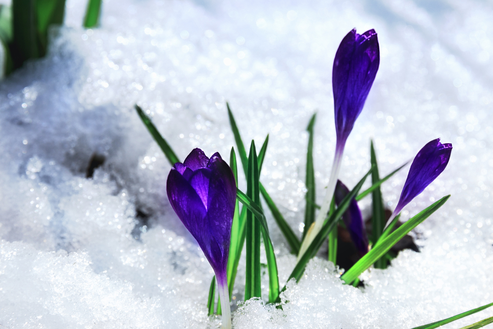 violeta de invierno